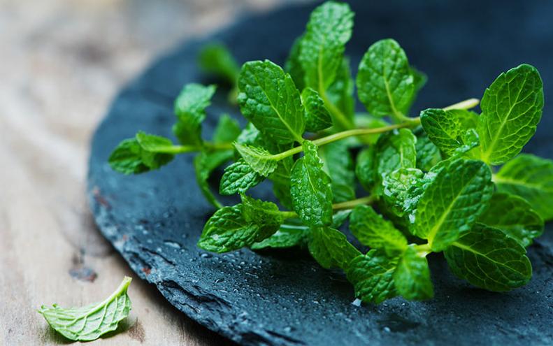 Proprietà e benefici della menta