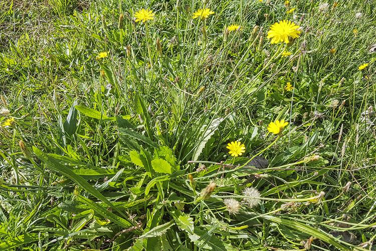 Proprietà e benefici dell'aspraggine