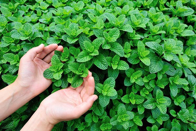 Benefici e utilizzi della menta