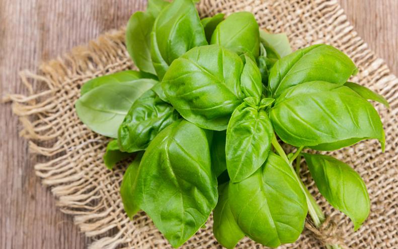 Basilico: proprietà e benefici