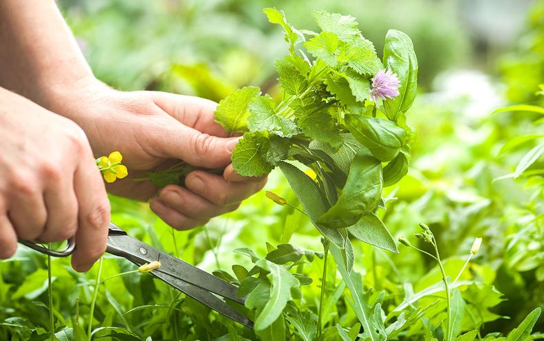 Benefici delle erbe aromatiche