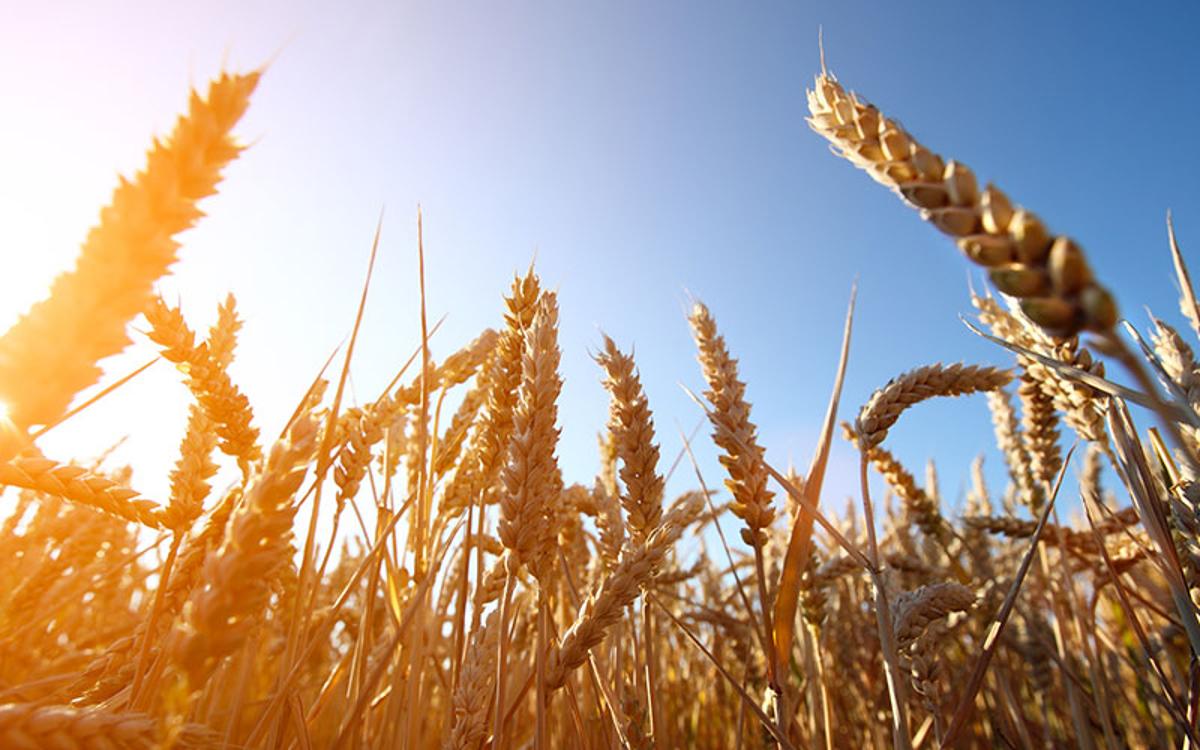 Cambiamenti climatici: i cibi che rischiamo di sparire