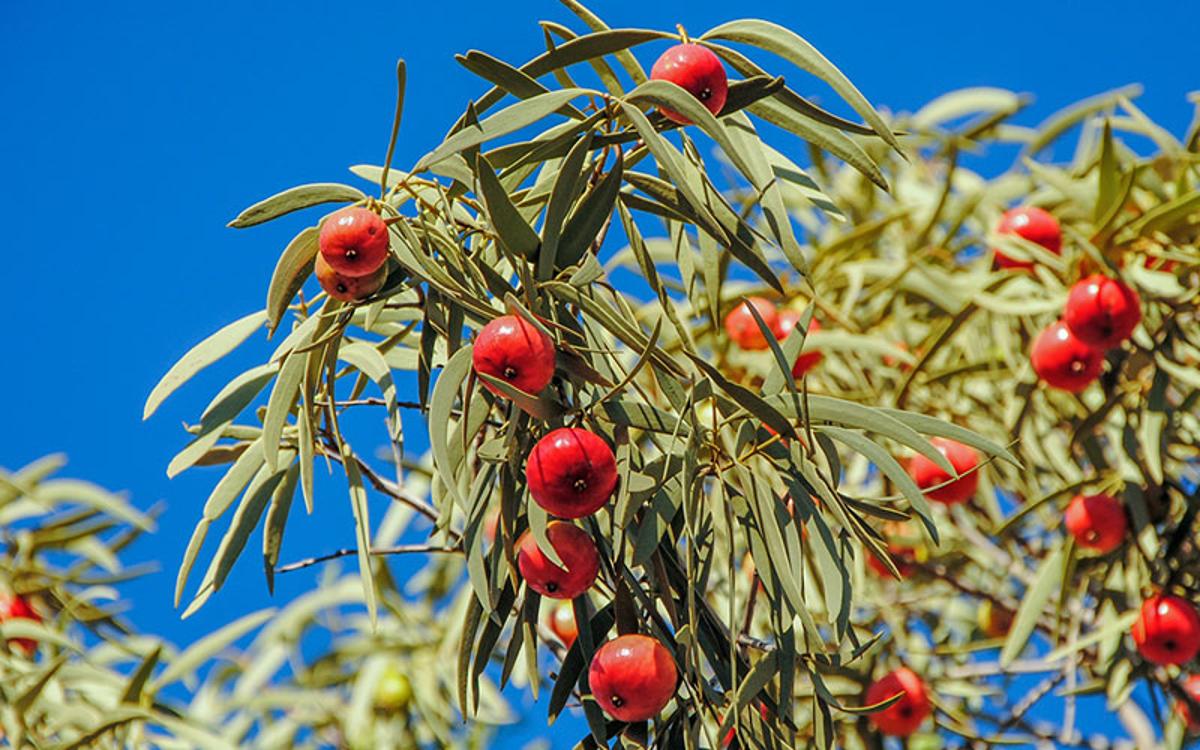 Quandong, il super frutto dall'Australia